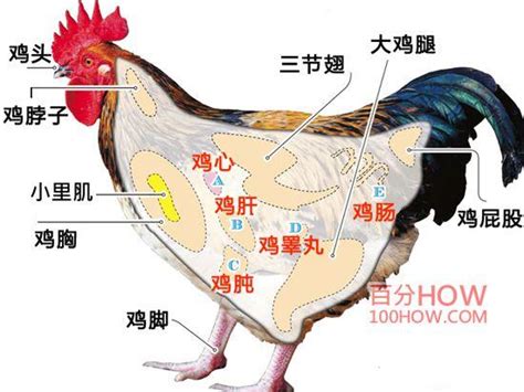 雞垂意思|鸡的解释